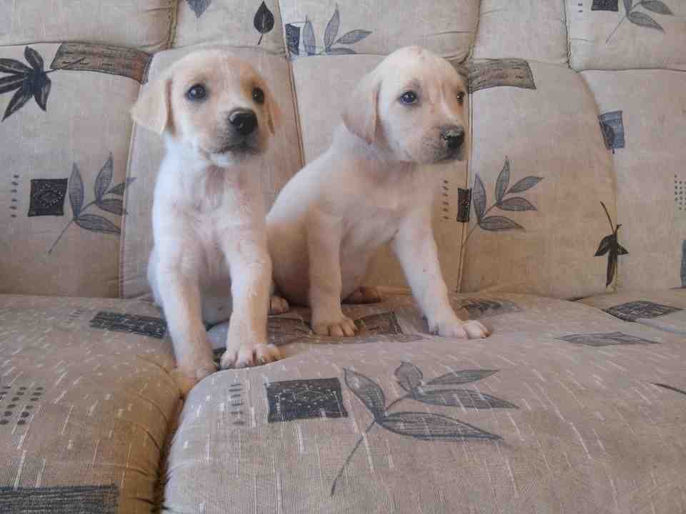 filhote, de, labrador, caramelo
